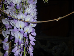 Flores lilas, con rama