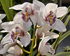 White Orchids – Brookside Gardens