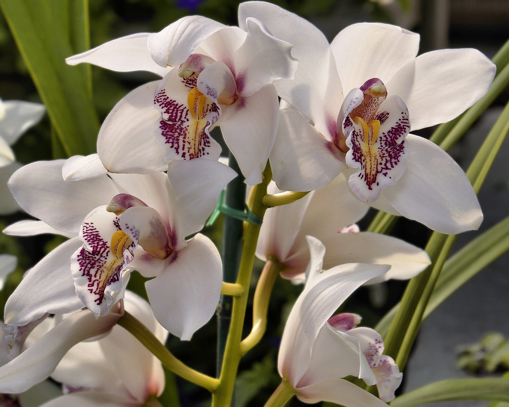 White Orchids – Brookside Gardens