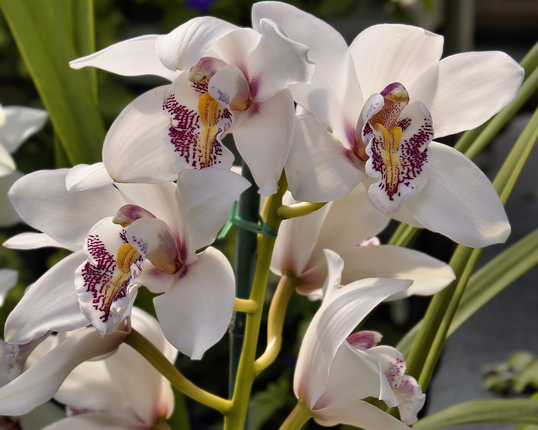 White Orchids – Brookside Gardens