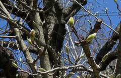 Magnolia acuminata- avril 2013