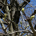 Magnolia acuminata- avril 2013