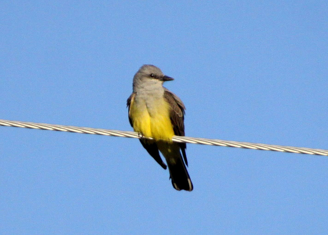 Western Kingbird