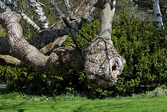 Magnolia acuminata Acci -avril 2013