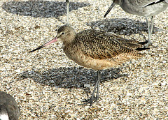 Marbled Godwit (Limosa fedoa)