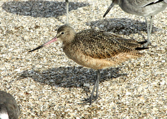 Marbled Godwit (Limosa fedoa)