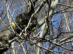 Magnolia acuminata-  avril 2013 (5)