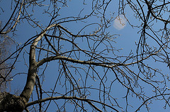 Magnolia acuminata avril 2013 (6)