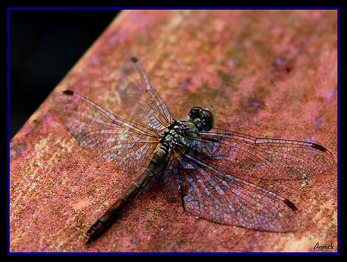 Libellule bleue