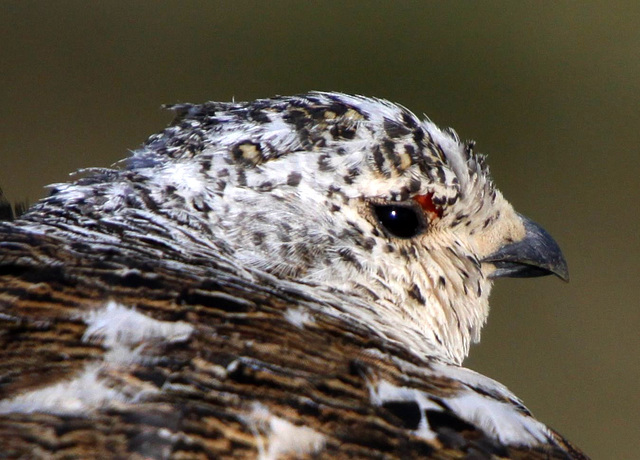 White-Tailed Ptarmigan