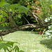 Liquidambar- Chaumont - Mai 2013 (2)