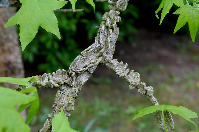 Liquidambar- Chaumont/ Loire - Mai 2013 (3)