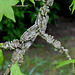 Liquidambar- Chaumont/ Loire - Mai 2013 (3)