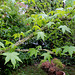 Liquidambar- Chaumont - Mai 2013 (4)