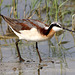 Wilson's Phalarope