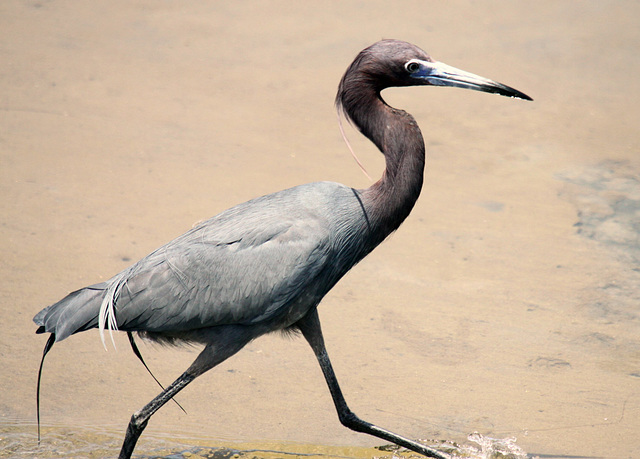 Little Blue Heron