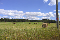 Hay Field near Knowlton's Landing, Québec