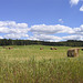 Hay Field near Knowlton's Landing, Québec