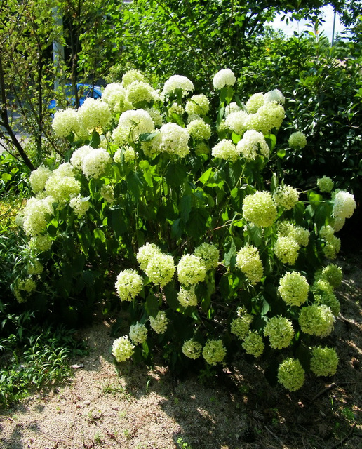 Hortensias de l'été