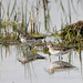 White-Rumped Sandpipers