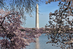 The Canonical Cherry Blossoms Shot – Tidal Basin, Washington DC