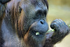 Waiting ... and Watching – National Zoo, Washington DC