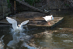 Goose landing