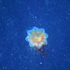 Lion's Mane Jelly