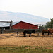 Grant-Kohrs Ranch National Historic Site