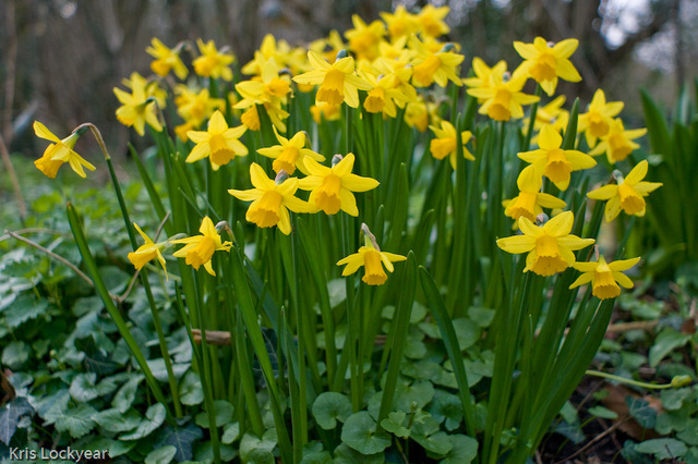 Miniature daffodils at Gustard Wood.