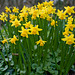 Miniature daffodils at Gustard Wood.