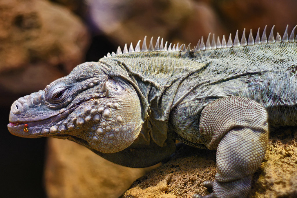 Iguana Table Manners – National Zoo, Washington DC