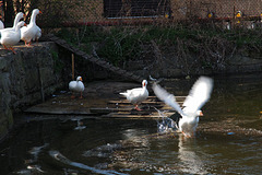 Goose landing