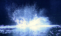 Seal Splash