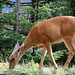 Black Tailed Deer