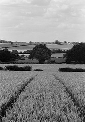 Hertfordshire View (6)