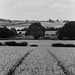 Hertfordshire View (6)