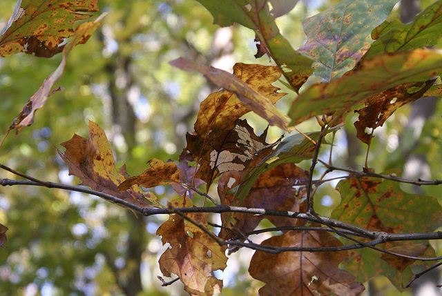 Late October Leaves – Greenbelt, Maryland