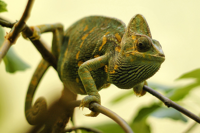 Veiled Chameleon – National Zoo, Washington DC