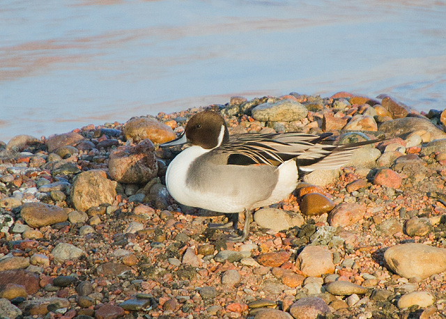 Northern Pintail