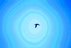 Loon