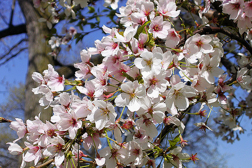 Cherry Blossoms by the Tidal Basin – Washington, DC