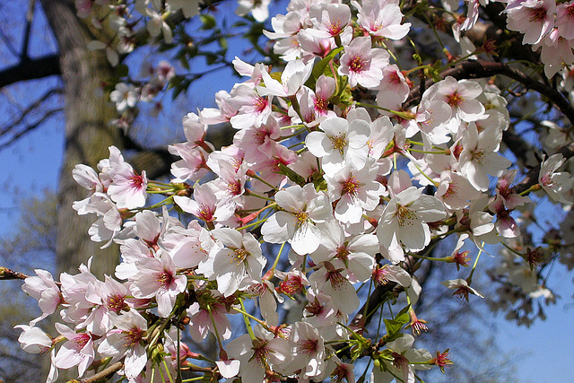 Cherry Blossoms by the Tidal Basin – Washington, DC