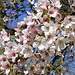 Cherry Blossoms by the Tidal Basin – Washington, DC