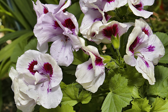 "Martha Washington" Geranium – Brookside Gardens