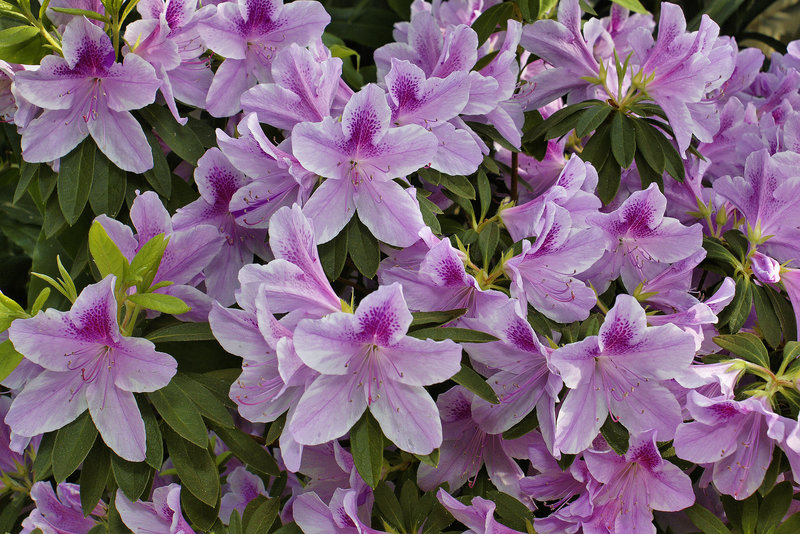 Mauve Azeleas – Brookside Gardens