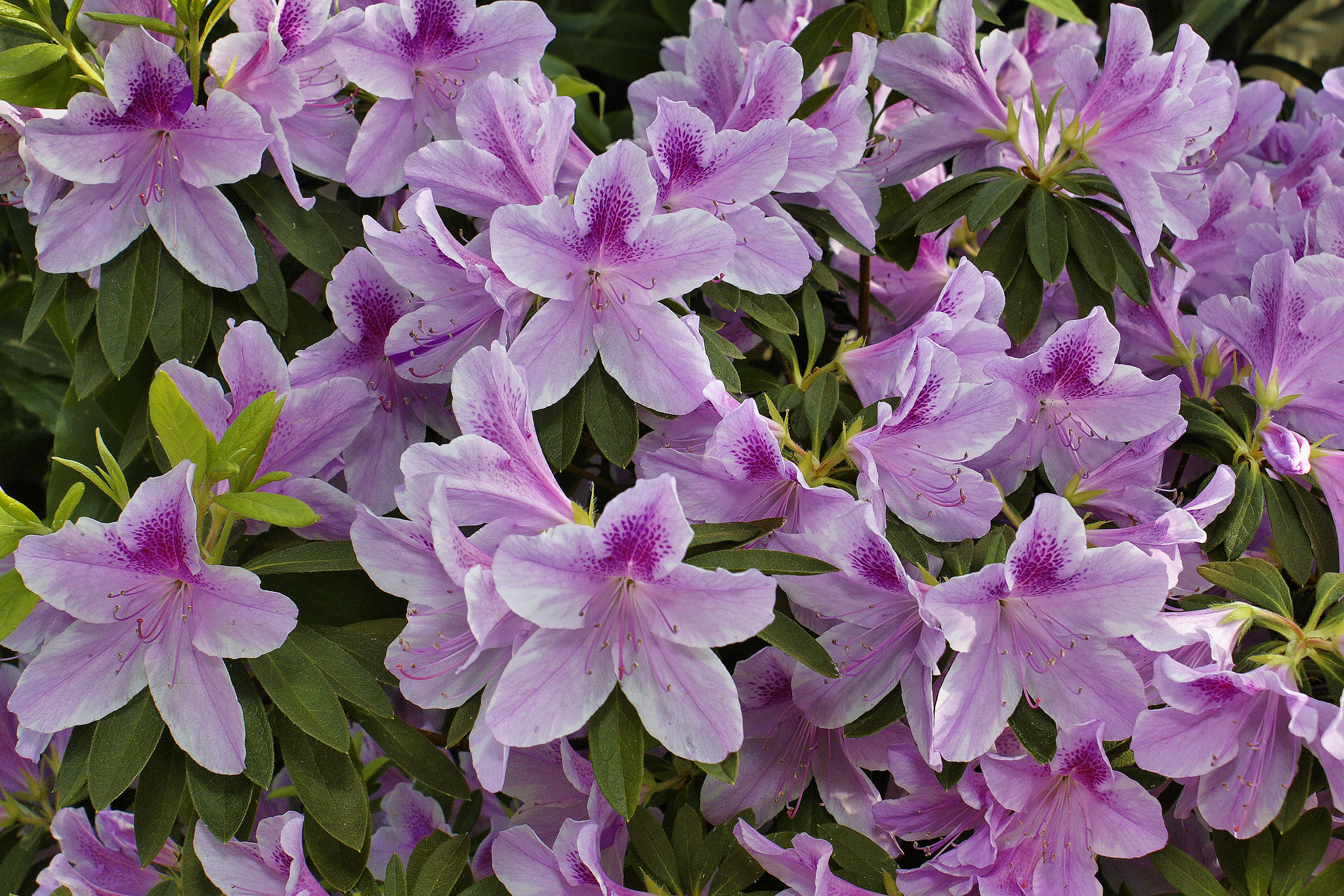 Mauve Azeleas – Brookside Gardens