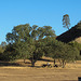 Los Gatos Creek park (3559)