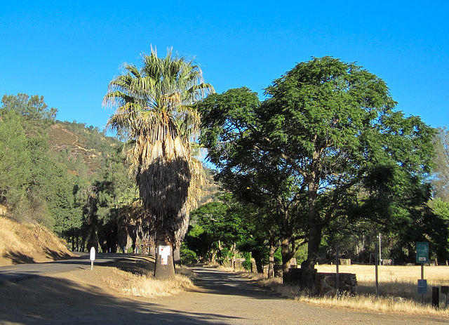 Los Gatos Creek park (3587)