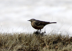 American Pipit